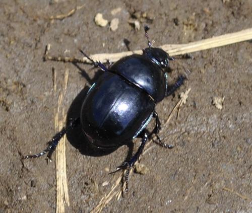 Réf. 237 369 : Trypocopris sp.